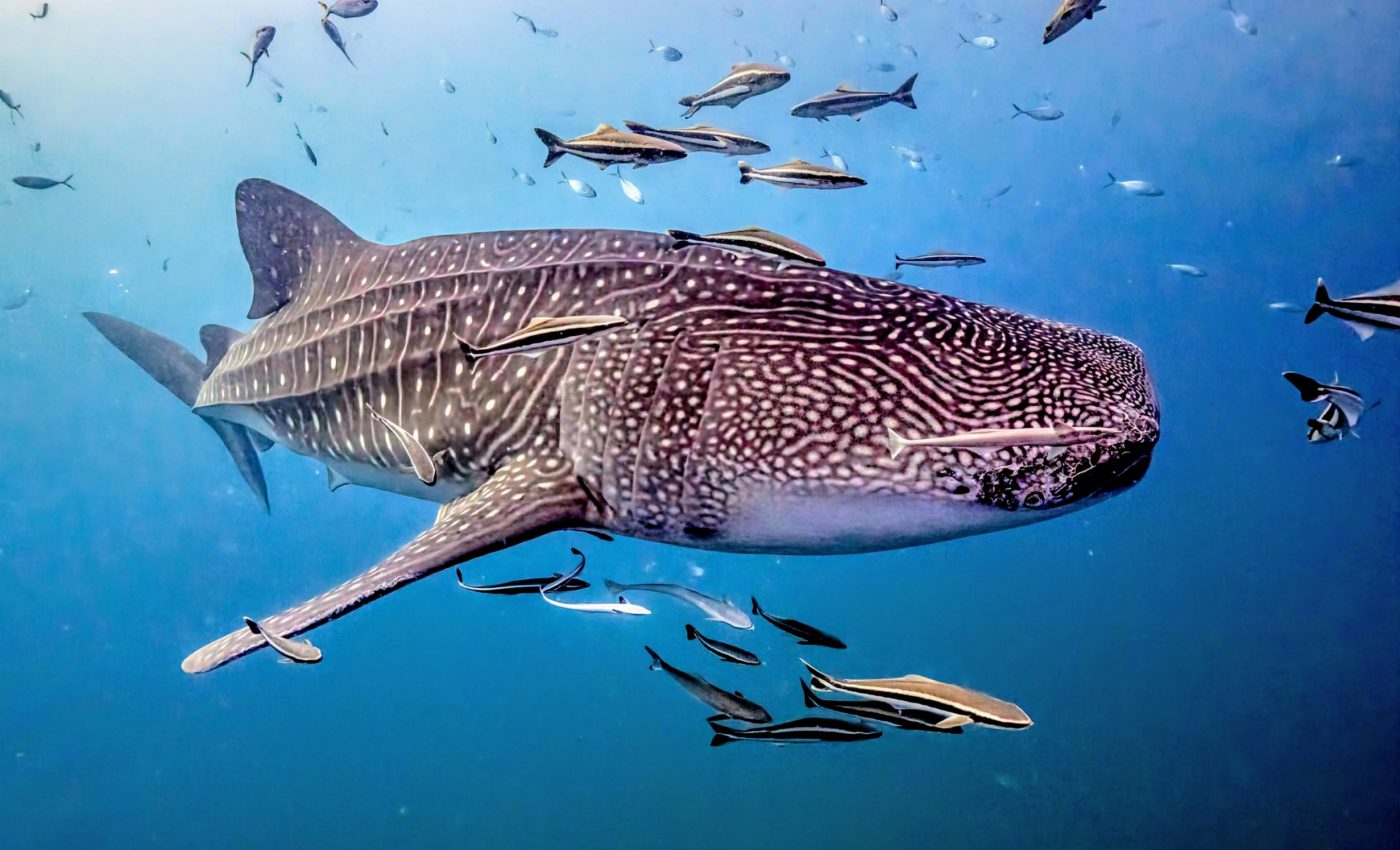 Whale sharks move into dangerous territory as the climate warms