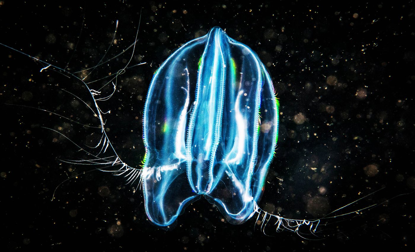 Comb jellyfish can 'fuse' with a friend and become one creature after injury