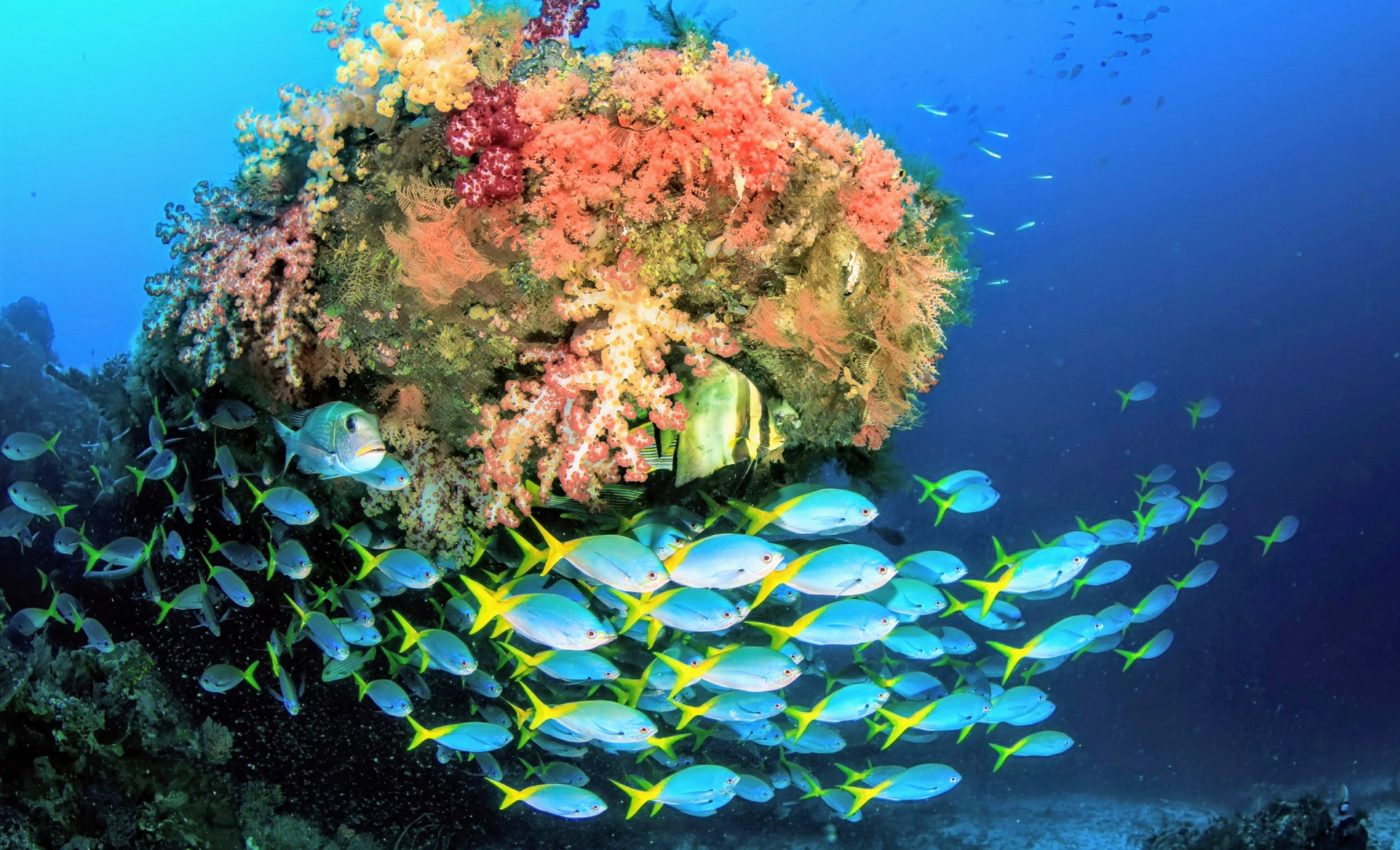 Plenty more fish in the sea? This depends on conservation efforts