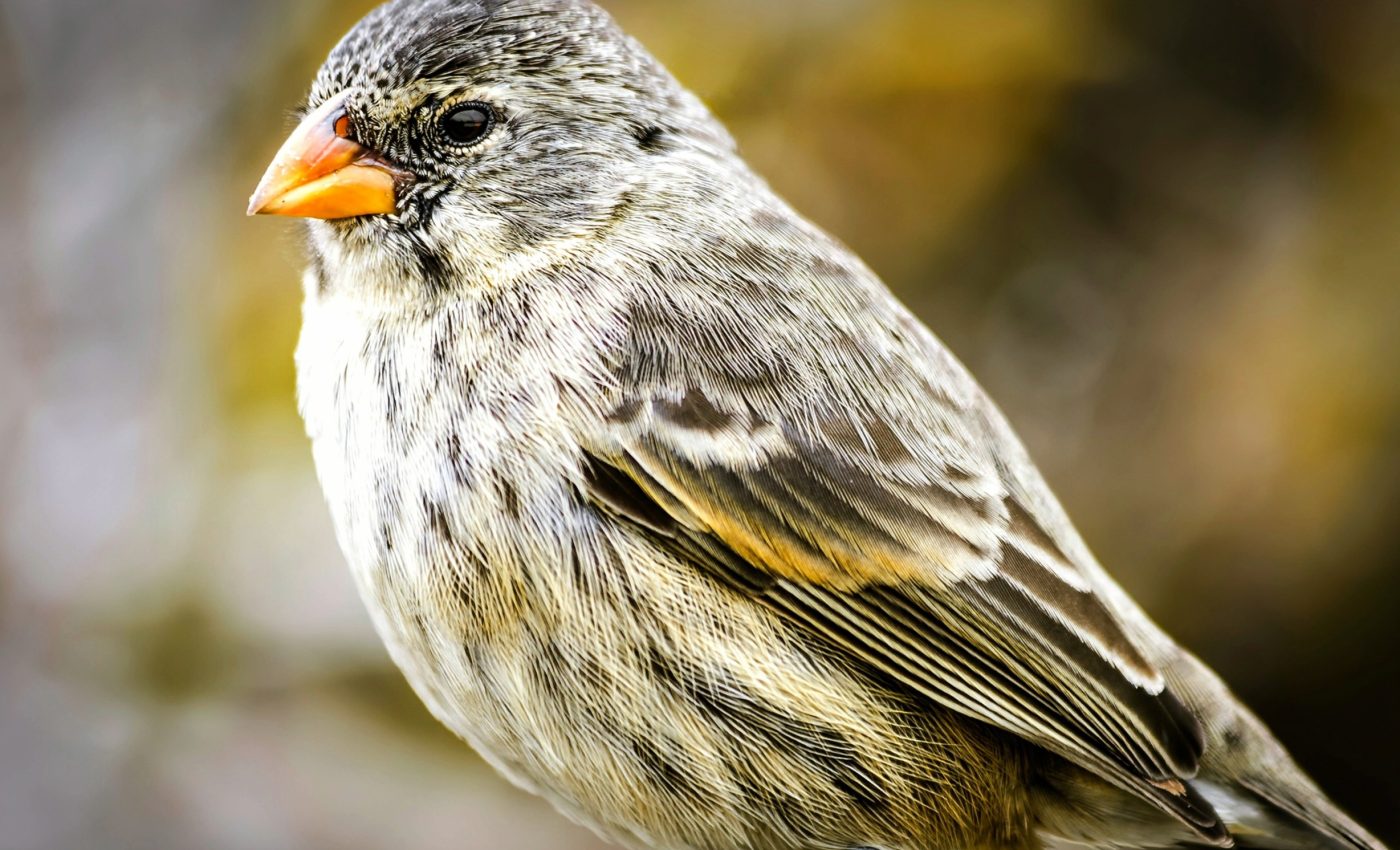 Finch beaks and bird songs: A new story of evolution