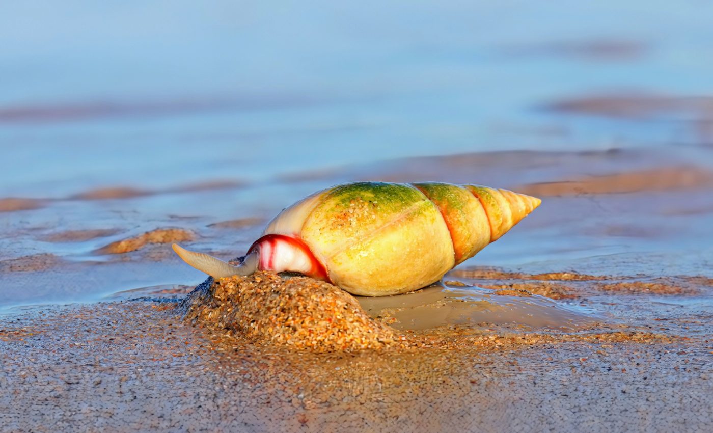 Snails defy death and revive through evolution