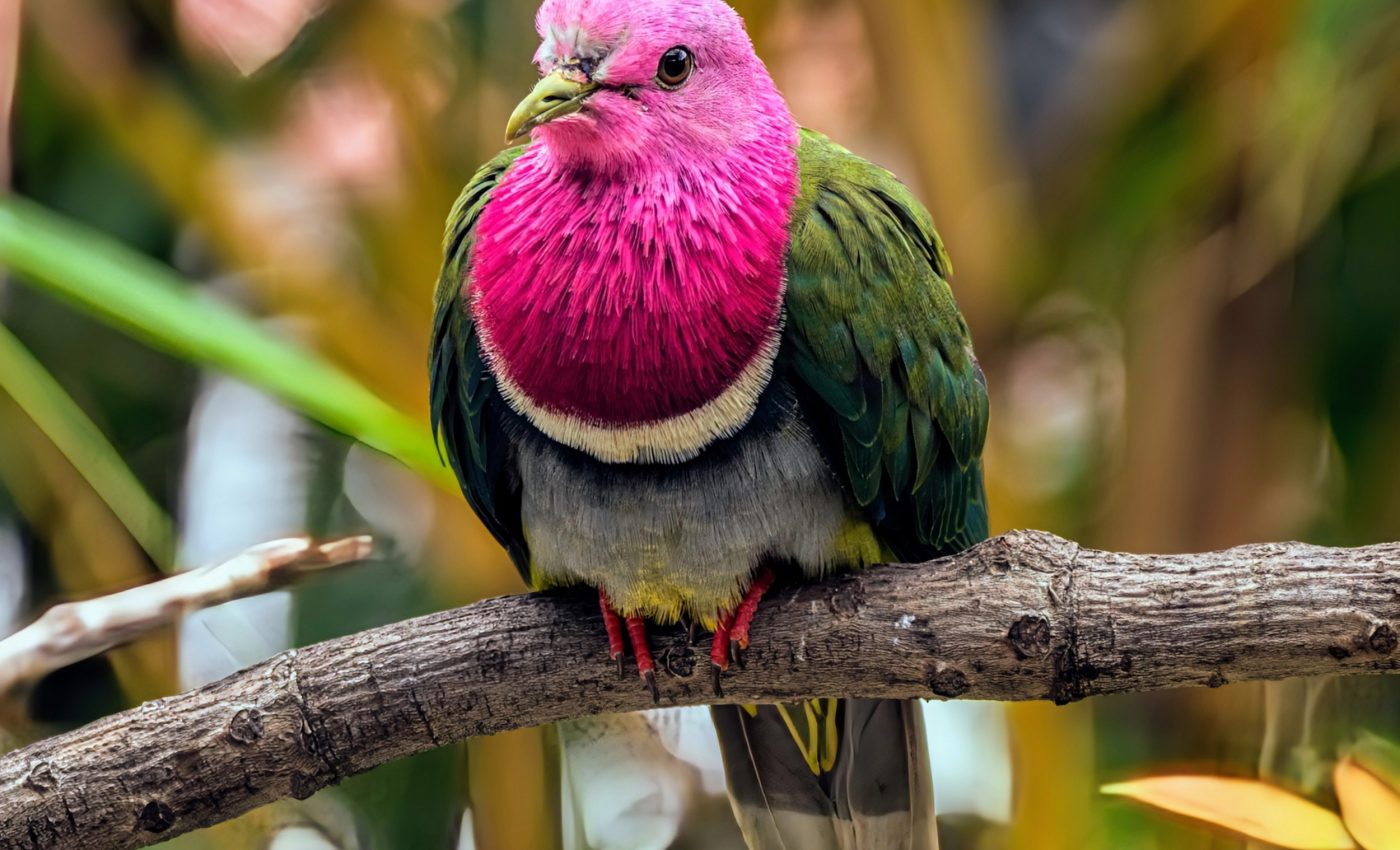 Bird extinctions shatter the harmonious balance of nature