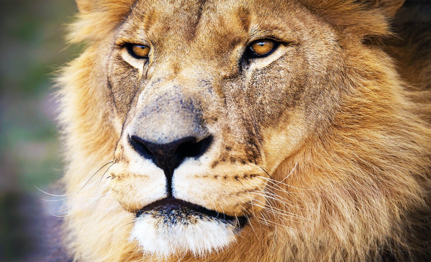 Disturbing diets of "man-eating" lions from the 19th century discovered