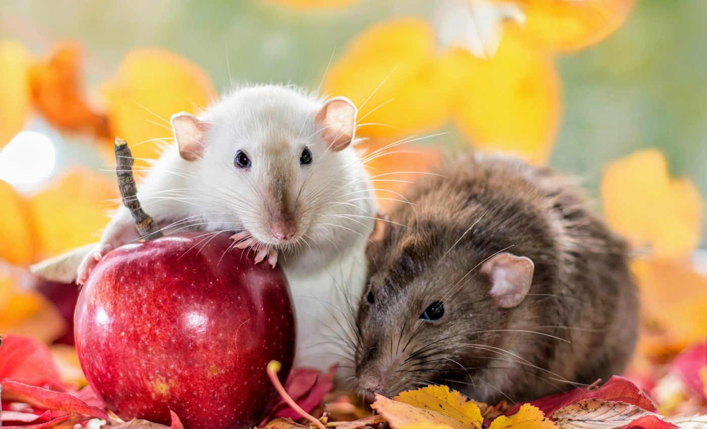 Rats have a very complex social life