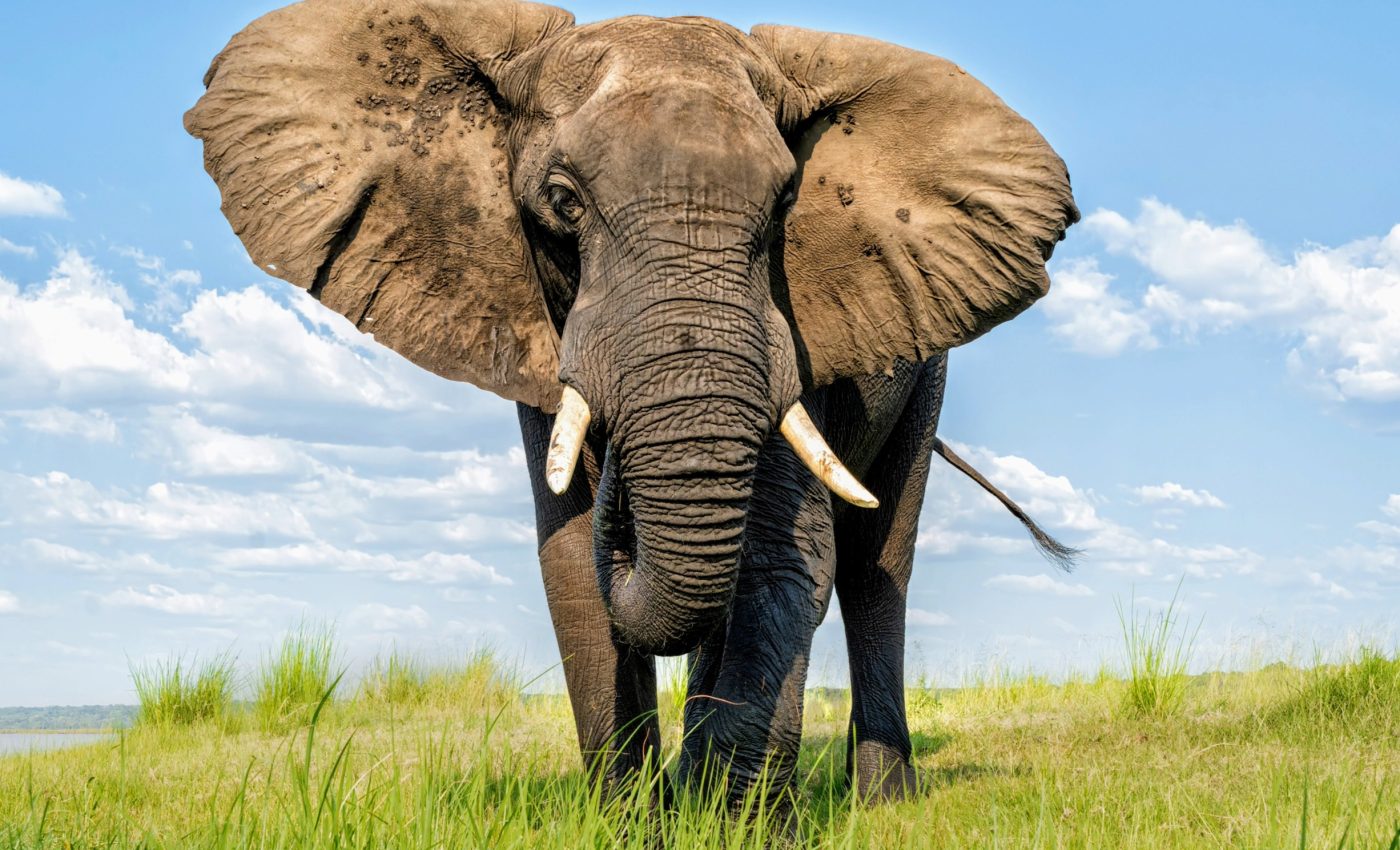 Elephant skull found in India adds a piece to the evolutionary puzzle