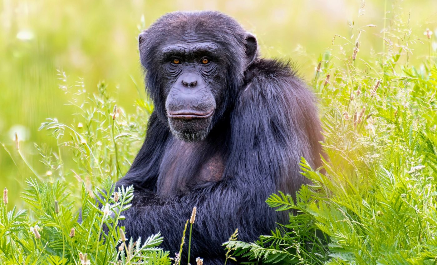 Bonobos are more endangered than we previously understood