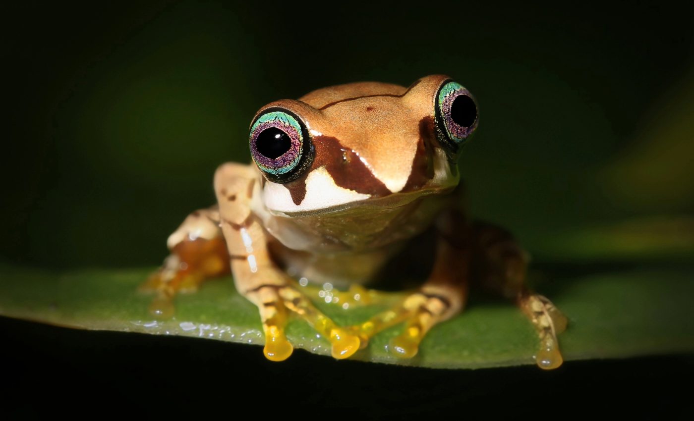 Seven new tree frogs named after Star Trek captains