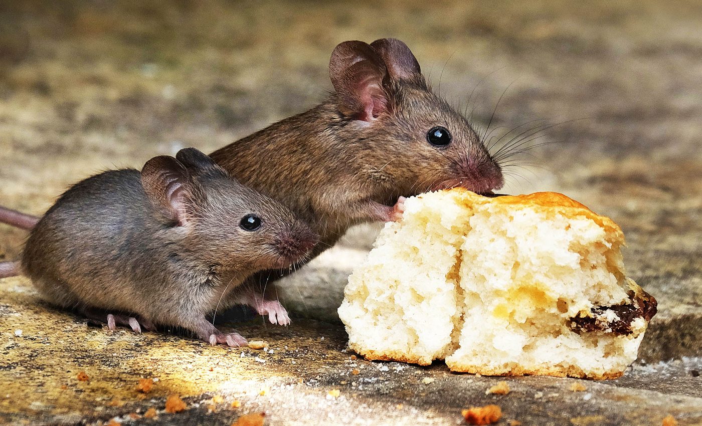 Male mice turn to the ladies to avoid fights and keep social peace