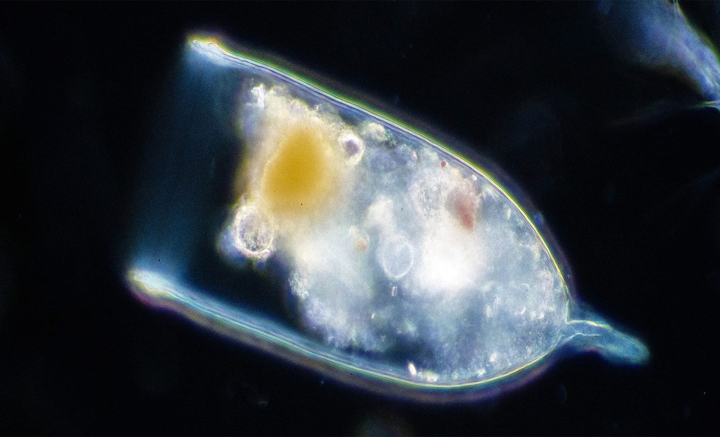 'Marine snow' using tiny 'parachutes' has a big impact on ocean carbon storage