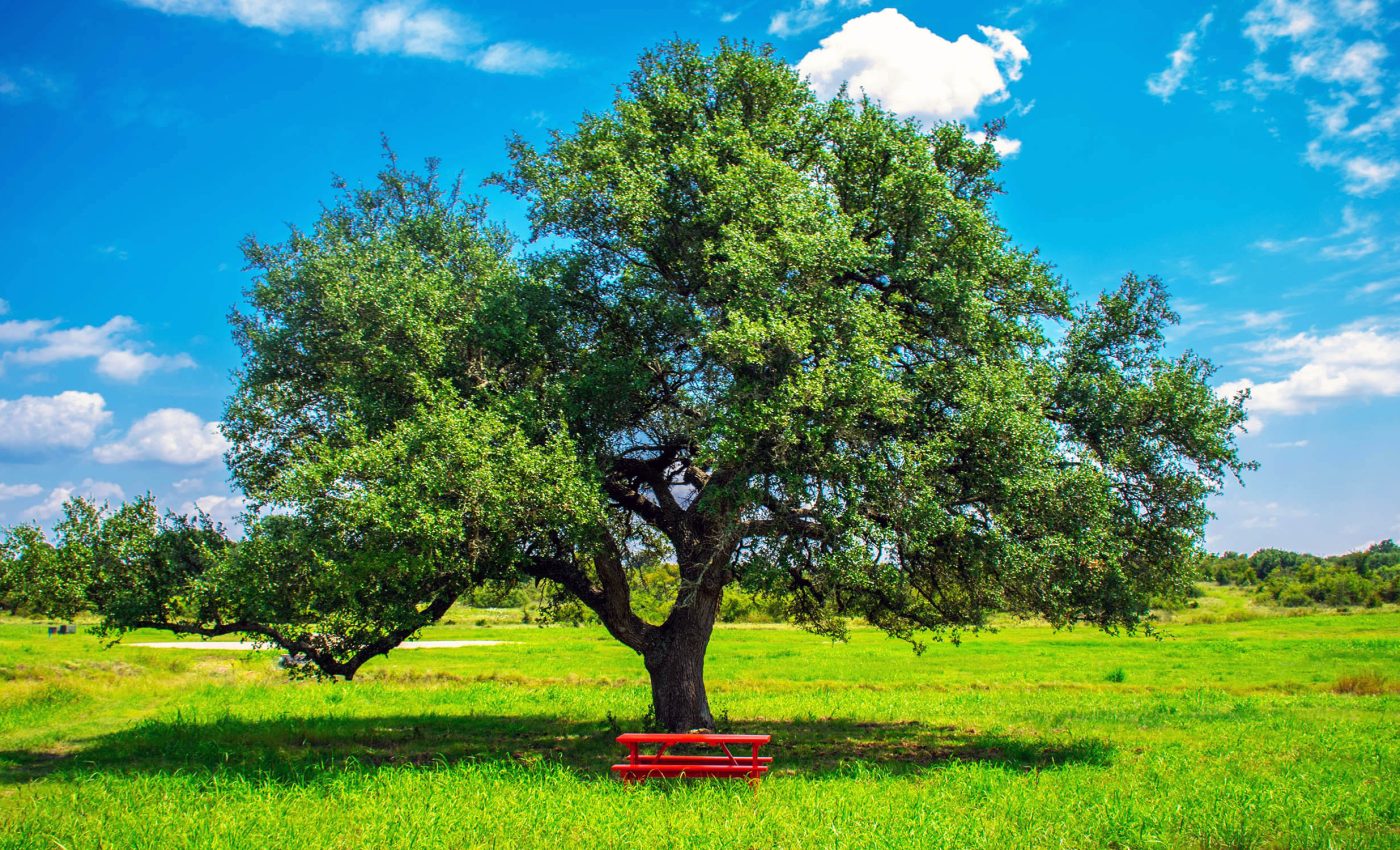 “Should we cut down all the oak trees?” Strange question, serious concept