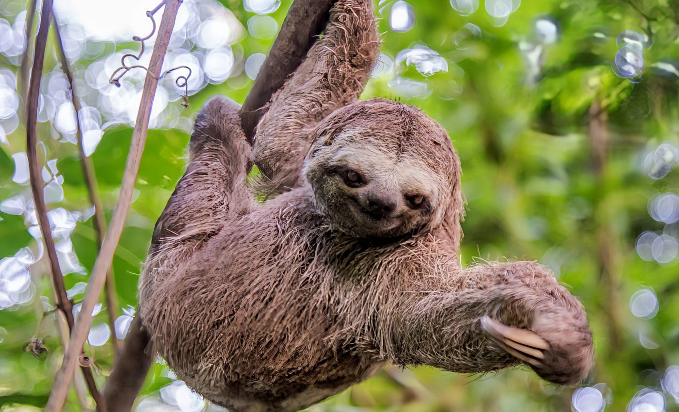 International Sloth Day 2024: Embracing a slower pace of life
