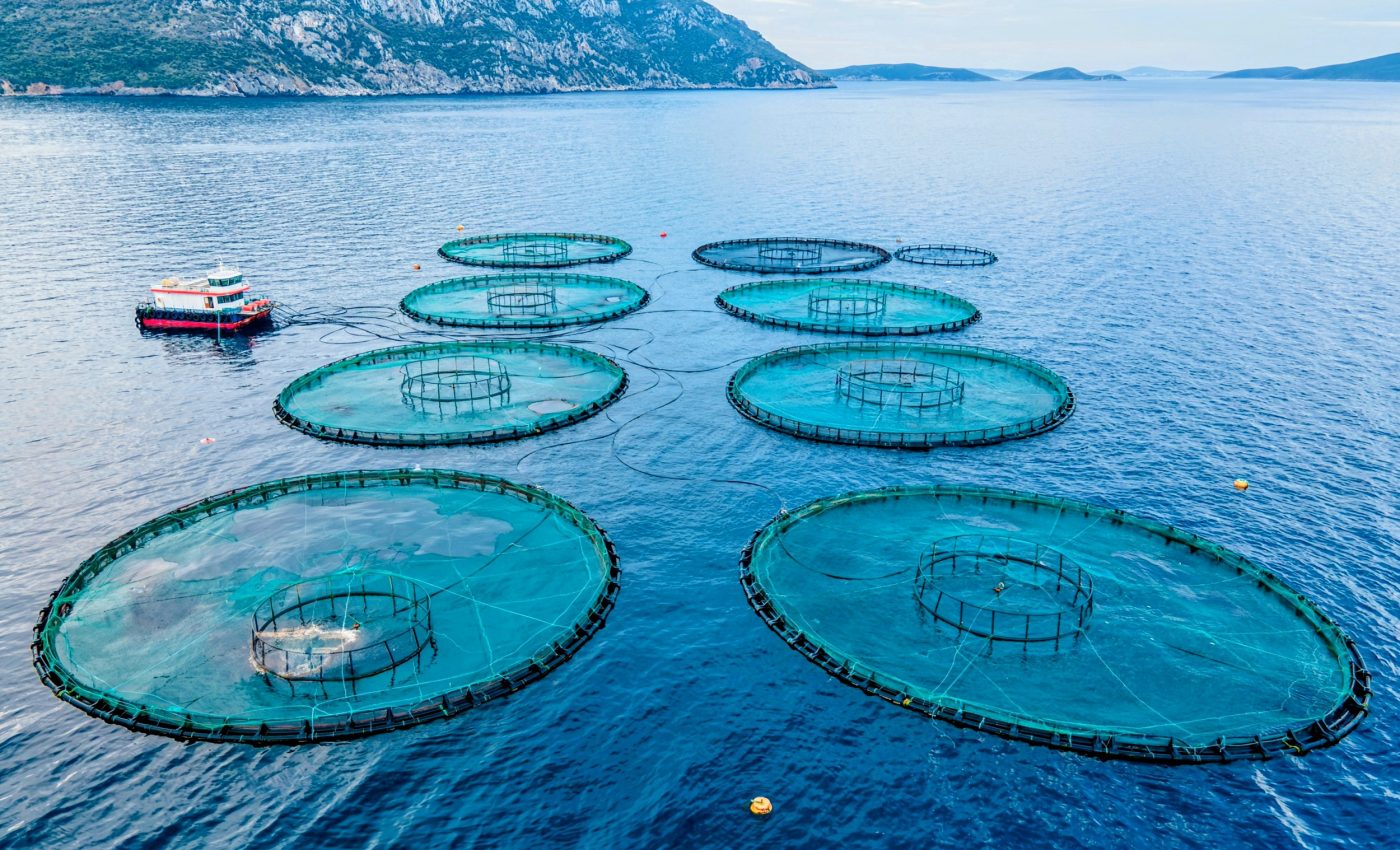 Aquaculture impacts wild fish much more than we thought