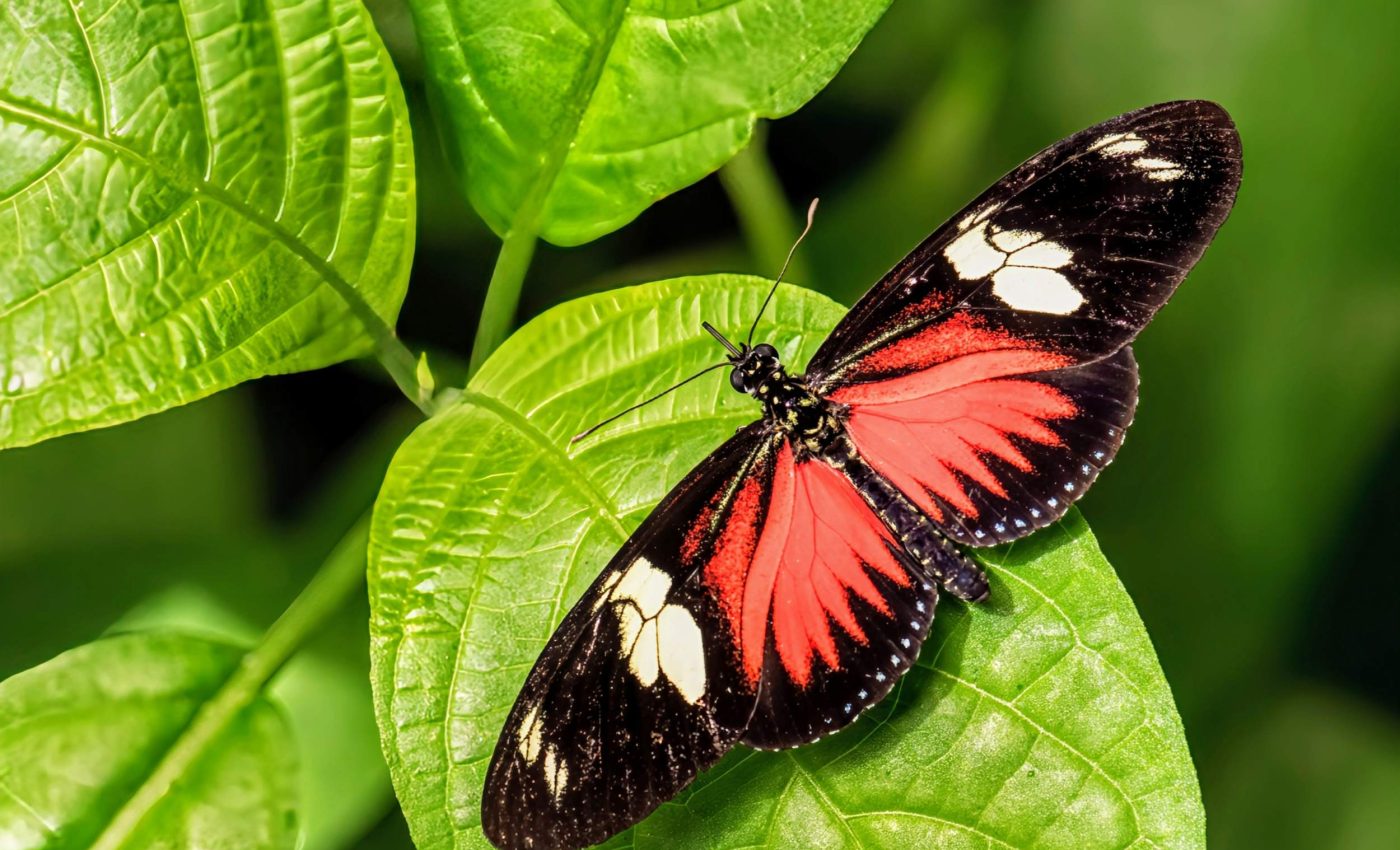Extraordinary memory skills discovered in a small-brained butterfly