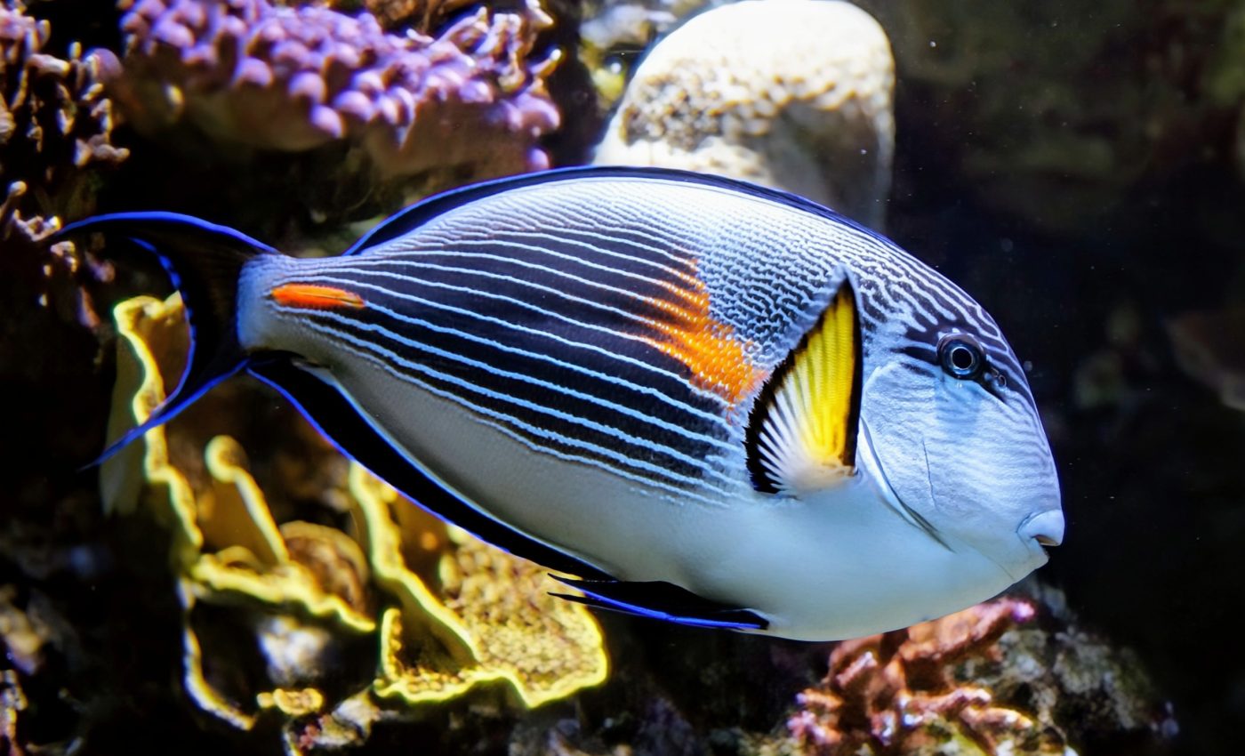 Reef fish populations are boosted by ocean connectivity