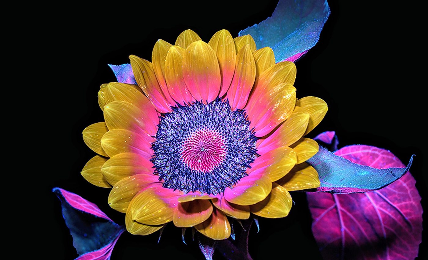 Bee vision reveals a hidden world that we cannot see