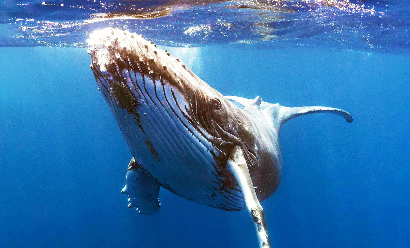 AI helps humans have a 20-minute "conversation" with a humpback whale named Twain