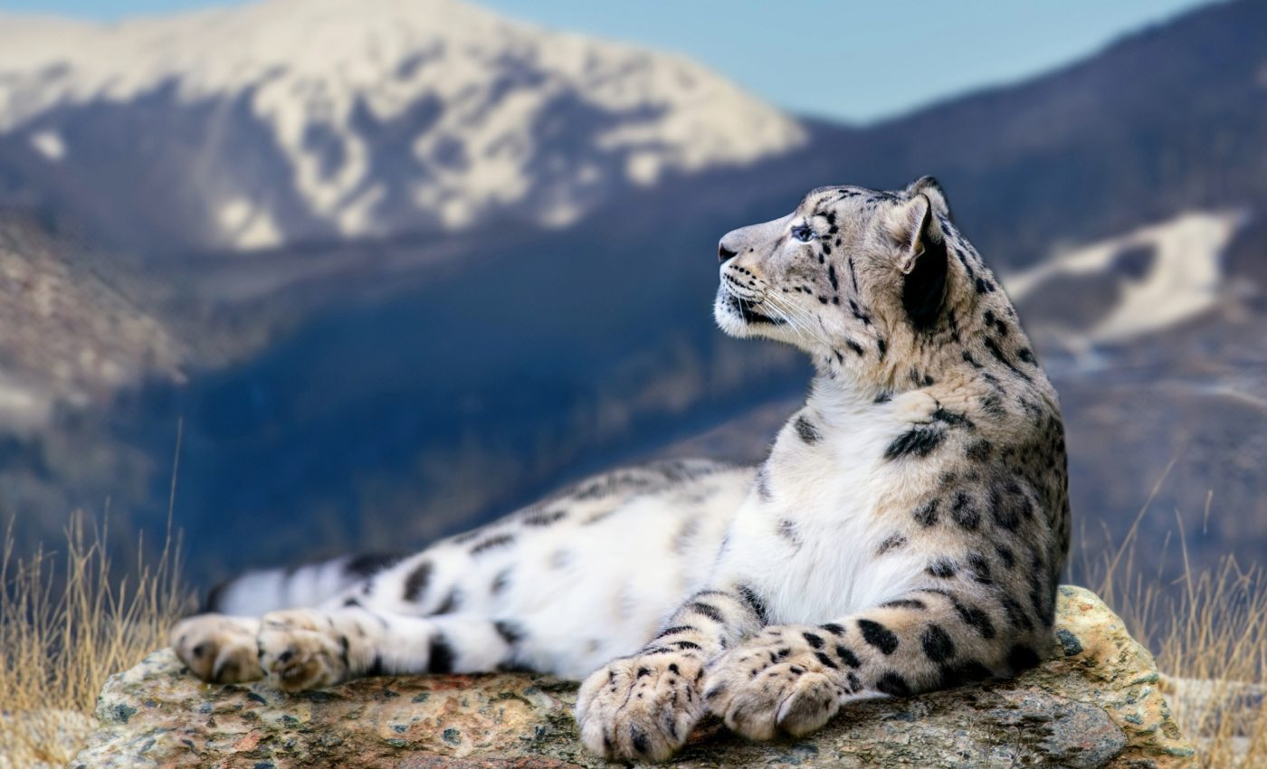 Snow Leopard Day 2024: Honoring the elusive mountain ghost