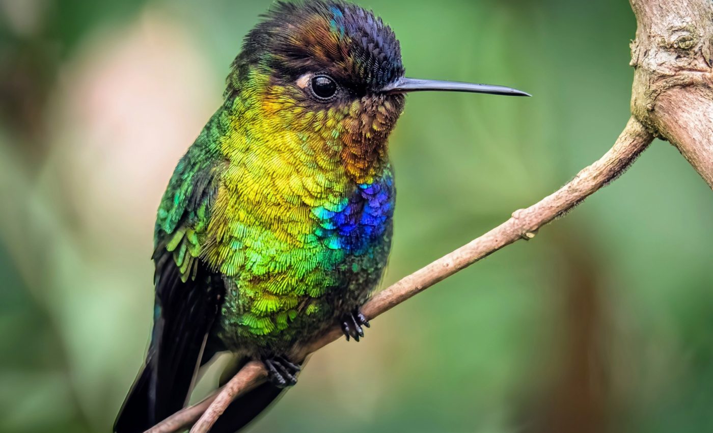 Hundreds of bird species face extinction risks in the Neotropics