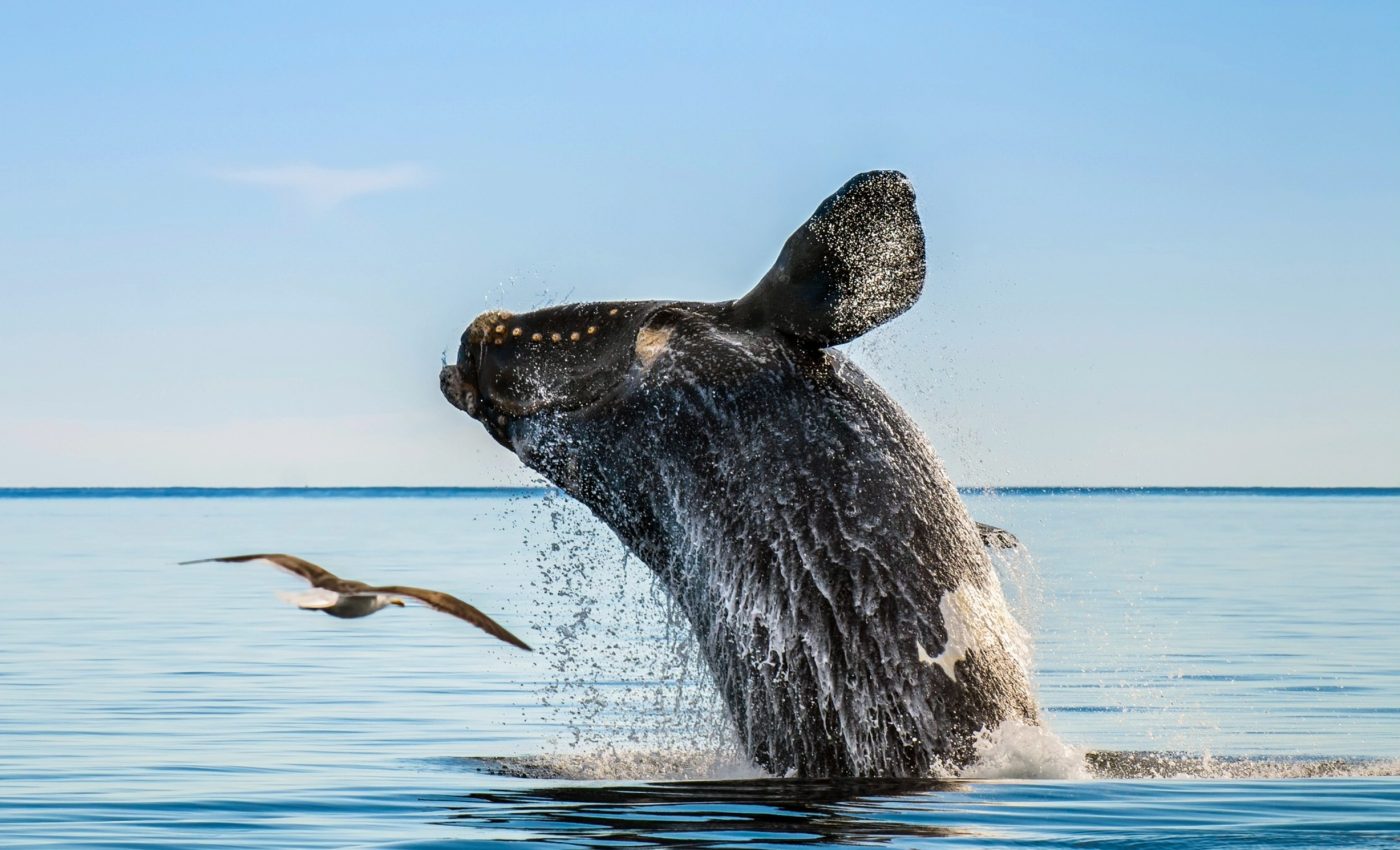 Can we stop the extinction of North Atlantic right whales?
