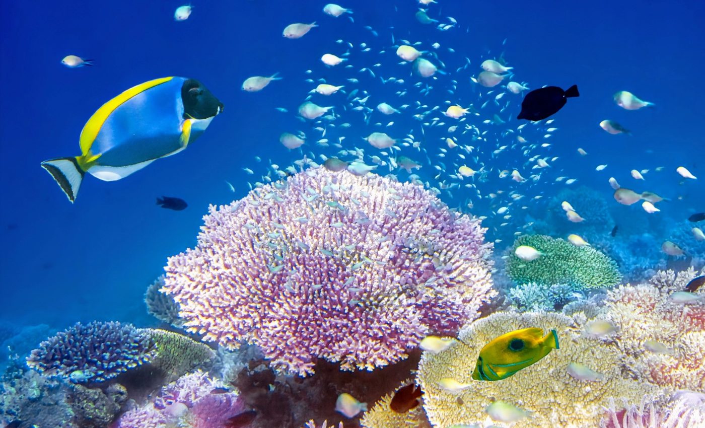 Healthy reef sounds inspire coral larvae growth