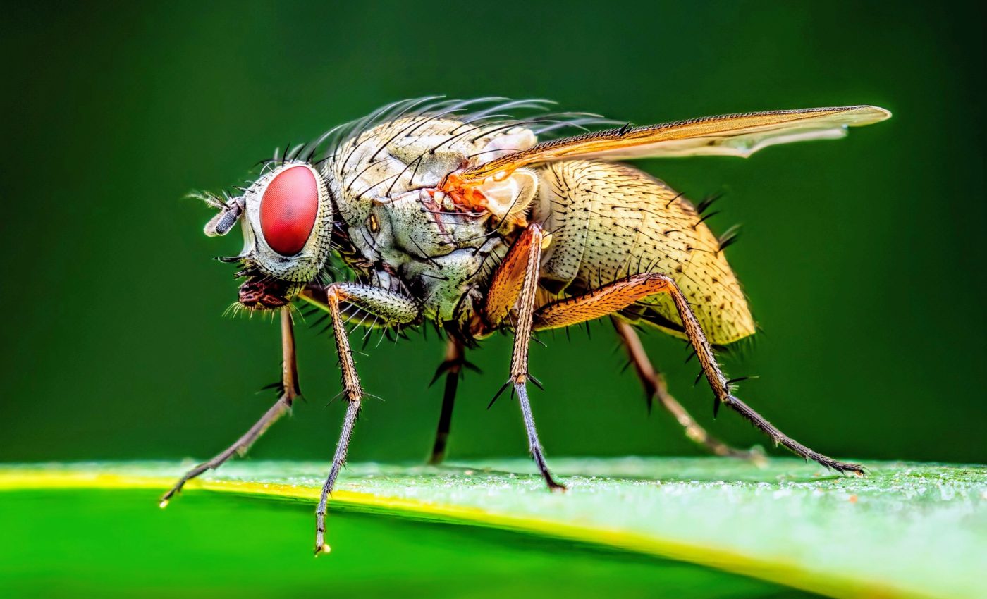 Chemicals are changing insects in subtle yet deadly ways
