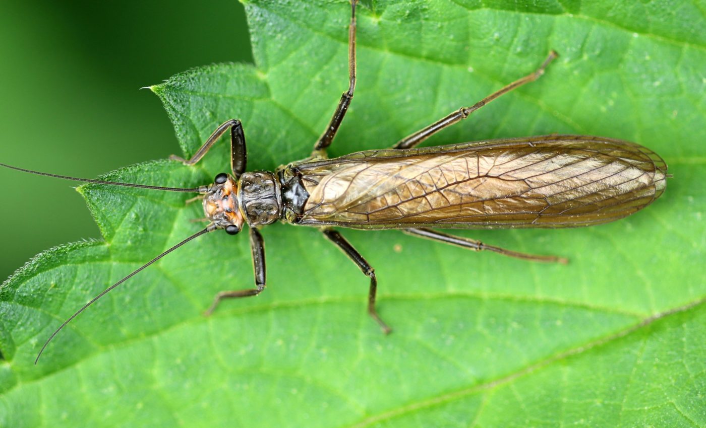 Insects are changing color to adapt to human destruction