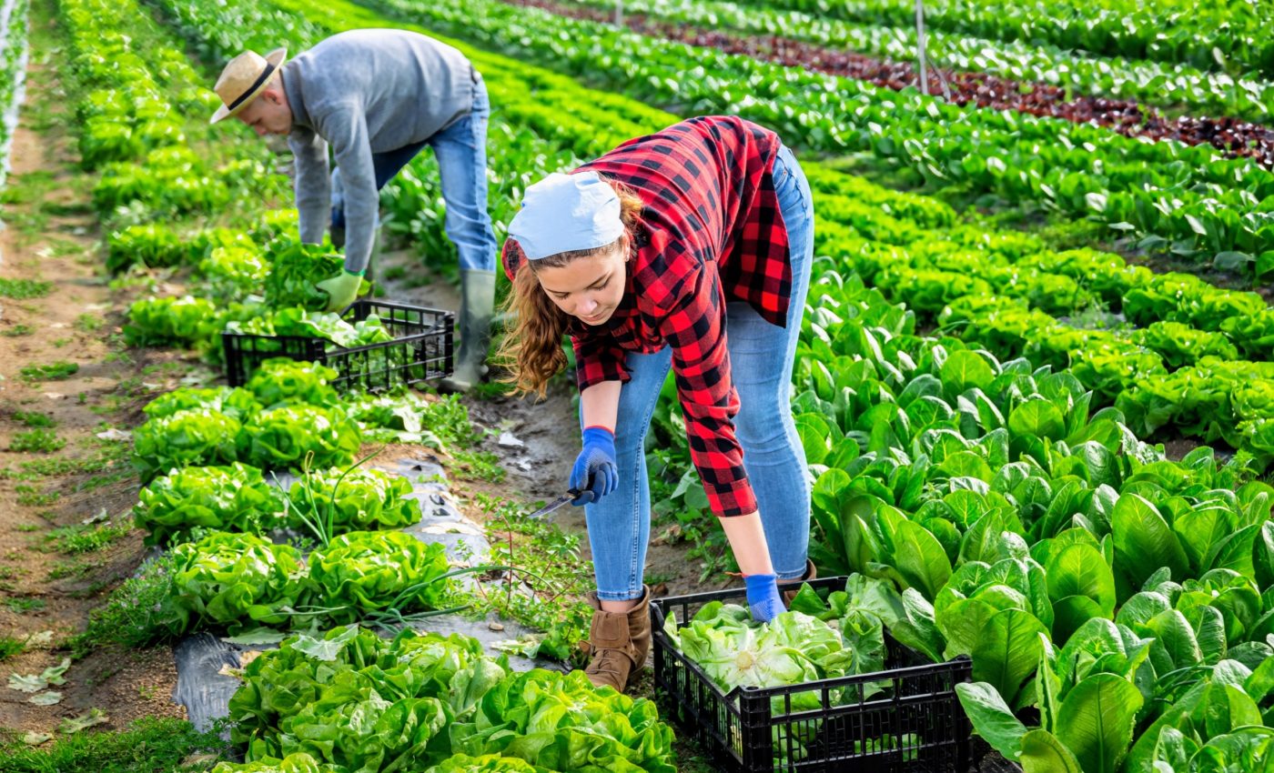 Planting diverse crops traps carbon and boosts soil health