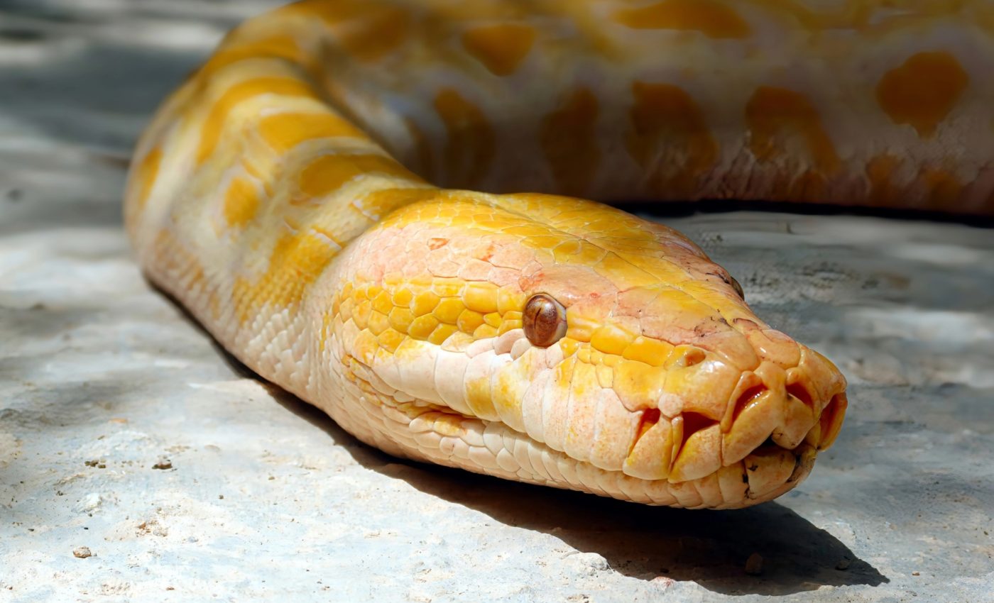 Burmese pythons are eating larger animals whole