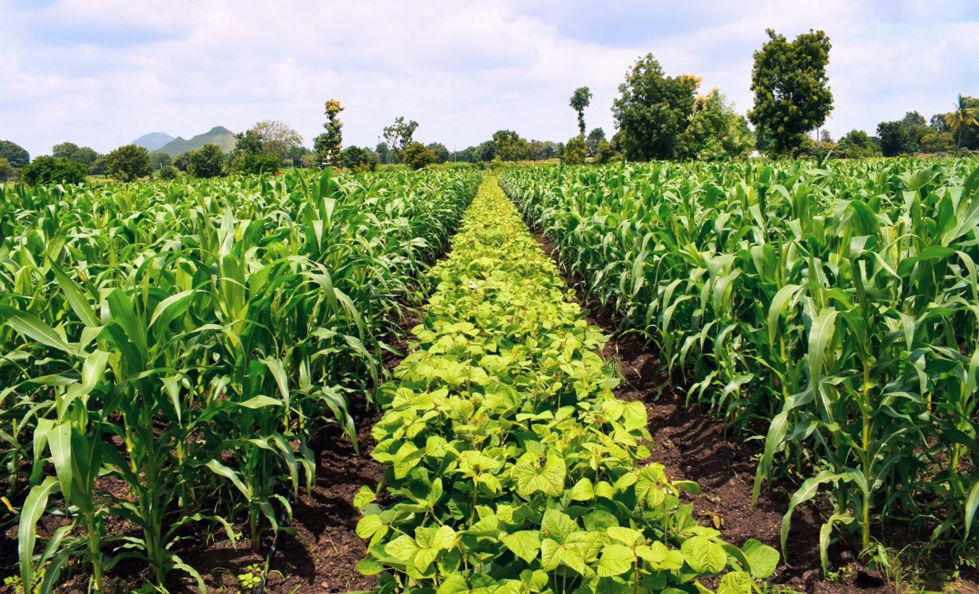 How plant diversity can help combat climate change