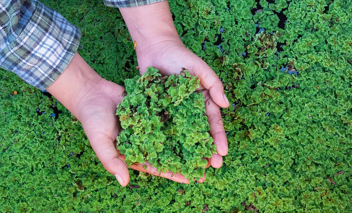 Azolla: The tiny fern that could feed the world