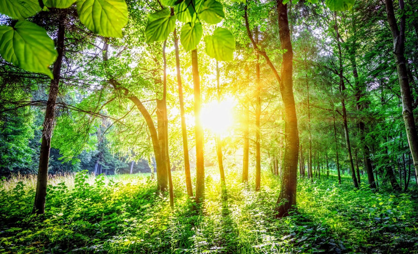 The quest for light: How plants compete to survive