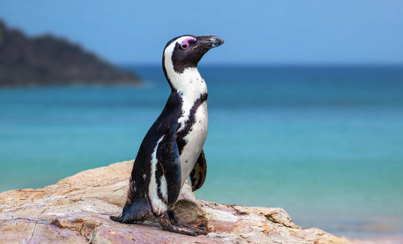 African penguins have lost 97 percent of their population