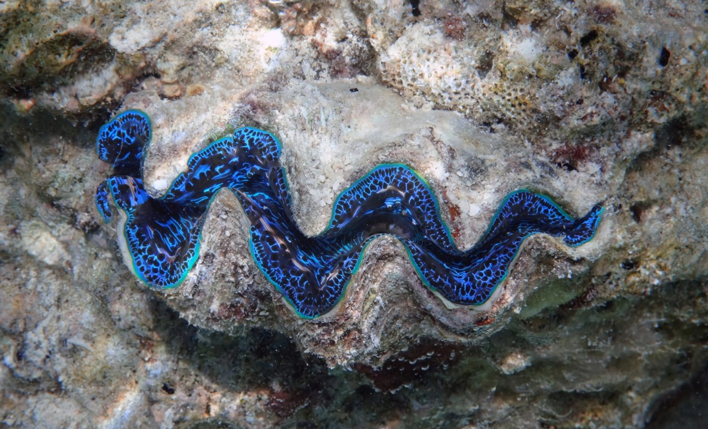 Giant clams have vanished from places where they used to thrive