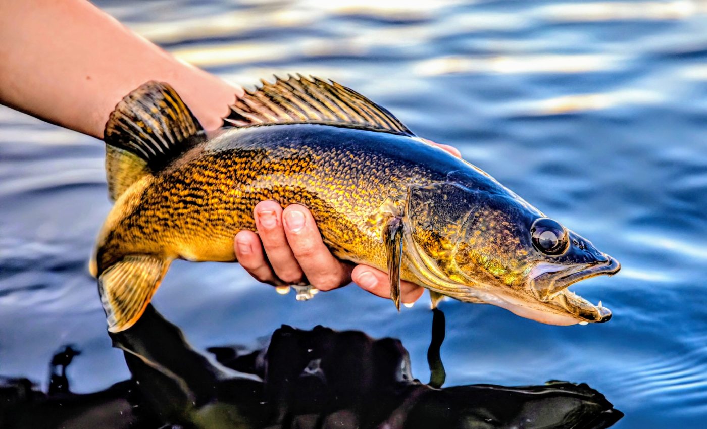 Balancing the nutrient load in Lake Erie is a 'wicked problem'