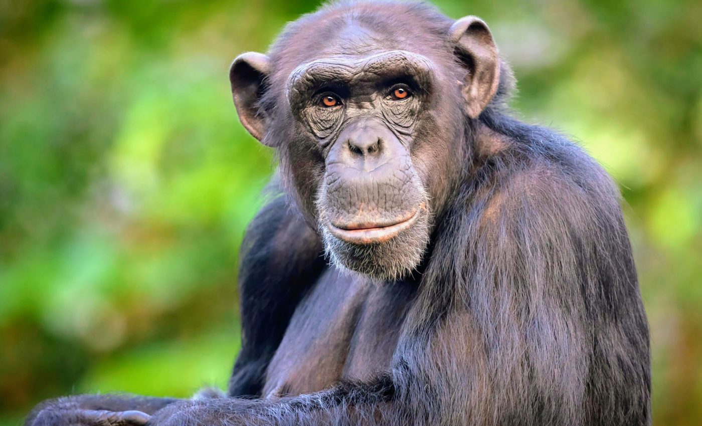 How machine learning can help us protect chimpanzees
