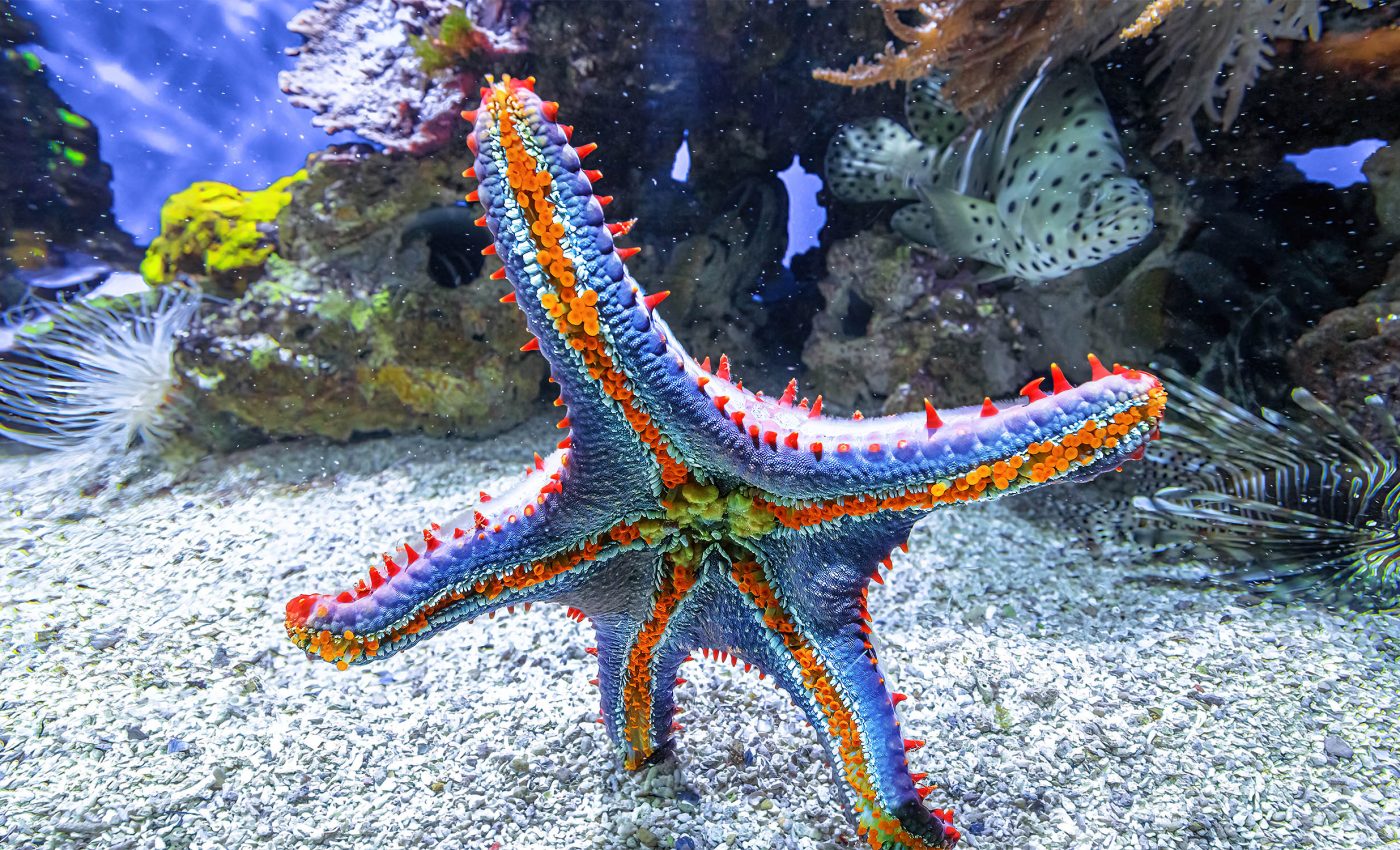 Starfish are just "one big head" crawling on the seafloor without an actual body