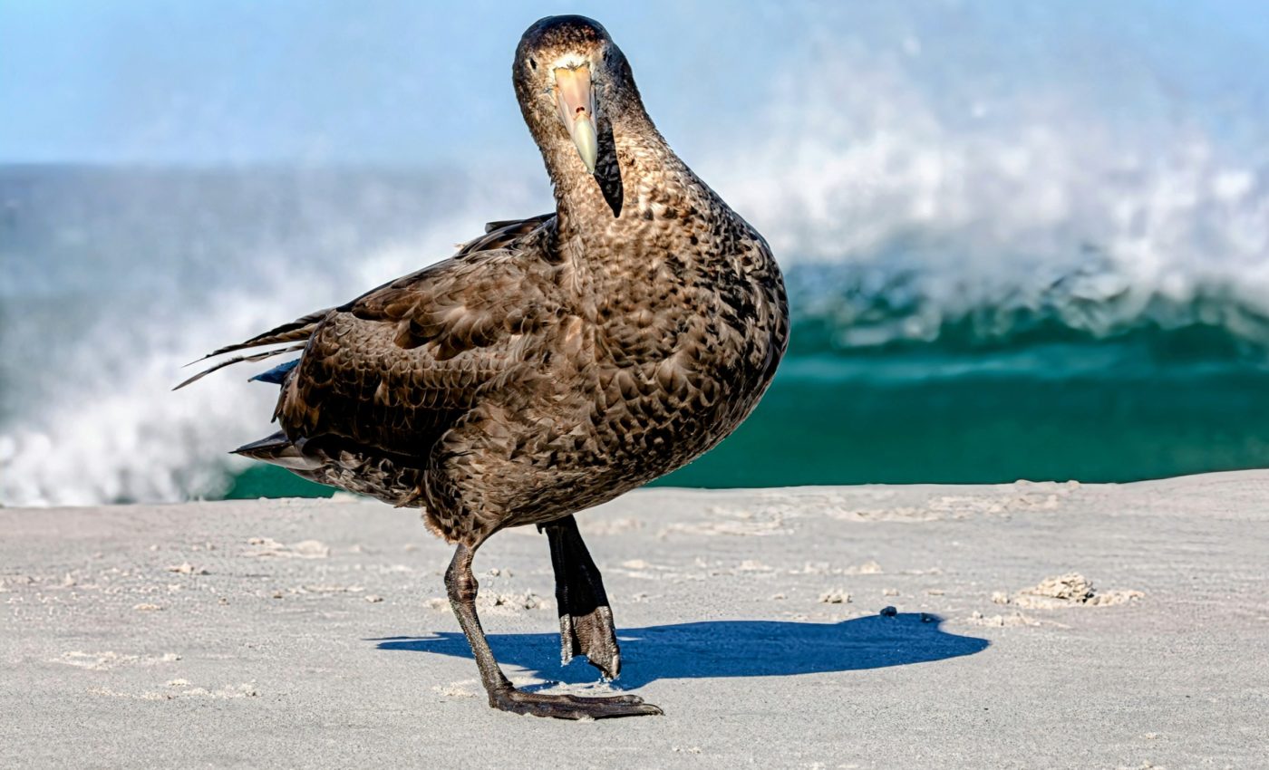 Why didn't bats evolve to walk on land like birds?