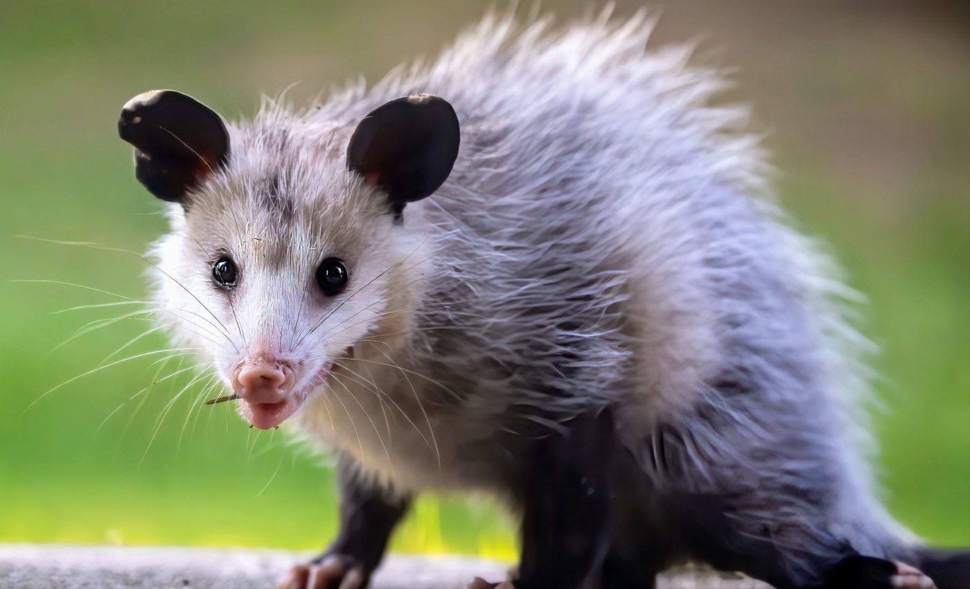 Animal viruses have a secret ally to infect human cells