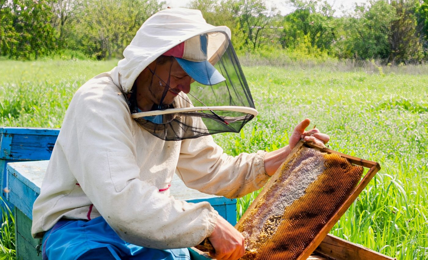 Beehive fences keep elephants from raiding farms