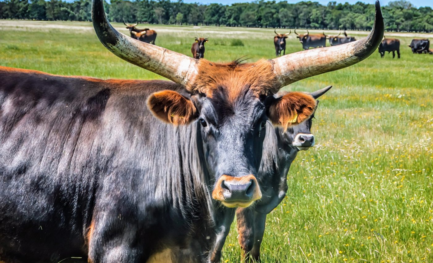 Prehistoric wild beast: How climate and culture shaped an iconic species