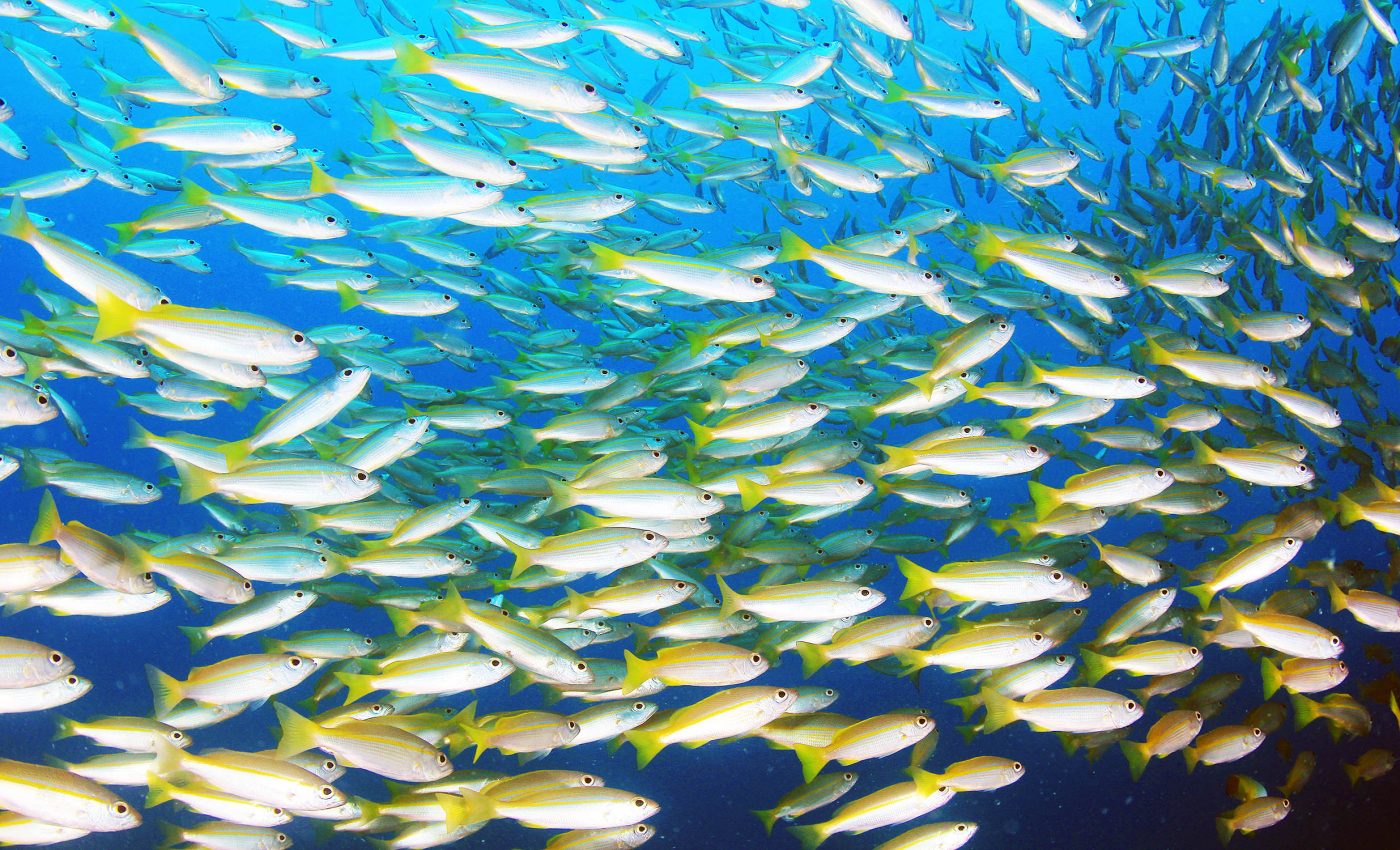 Largest predator-prey feast ever seen in the ocean was massive, altering the food chain