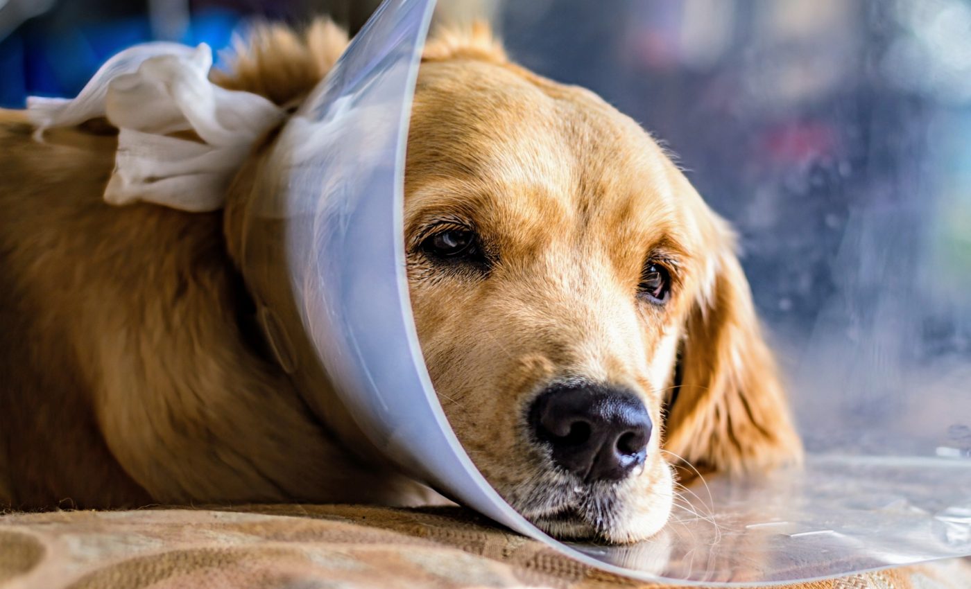 How does neutering affect a dog's health? Many questions remain