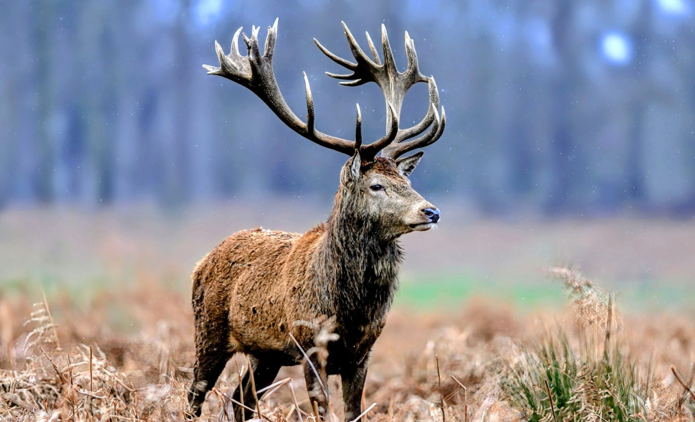 Social aging: What animals can teach us about getting older