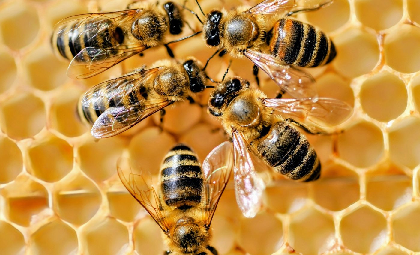 Bees do not learn to be cooperative - it is in their genes