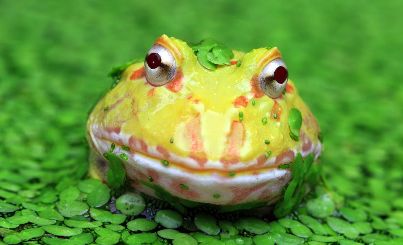 World's oldest tadpole fossil reveals secrets of ancient amphibians