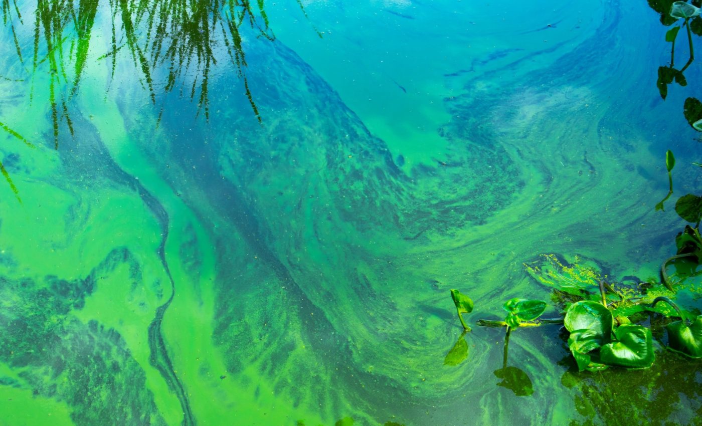 Can algae soak up loads of carbon to help save the planet?
