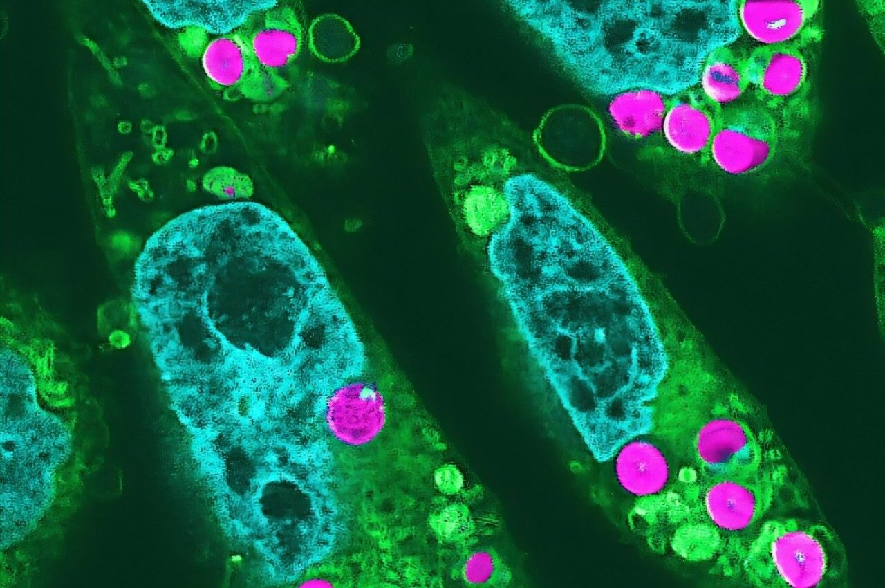 Animal cells capable of photosynthesis created for the first time