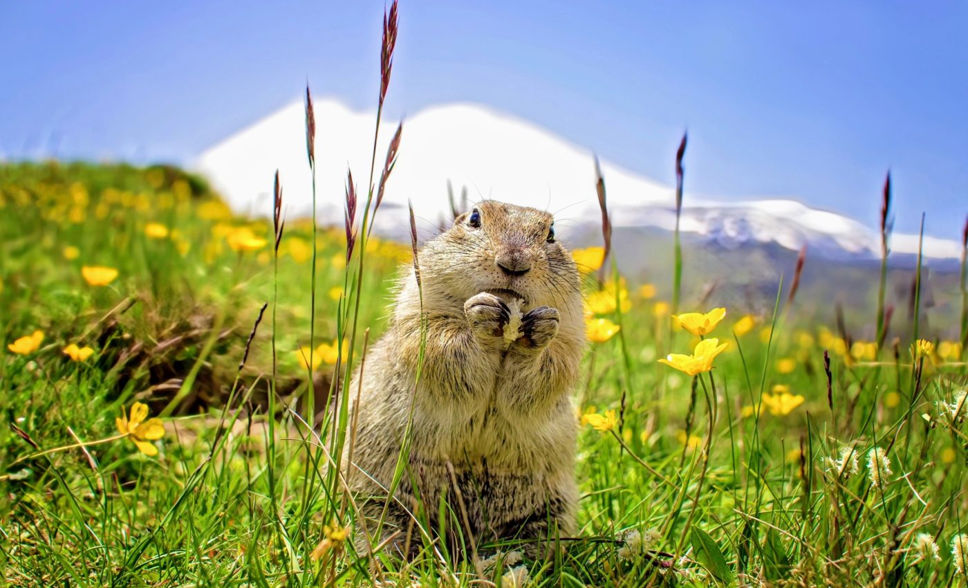 How gophers revived Mount St. Helens after its eruption