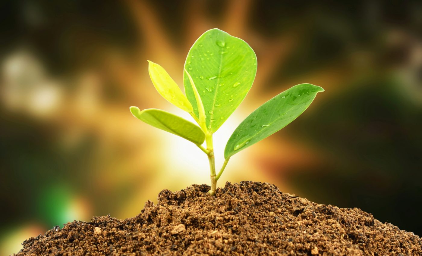 Plants use DNA duplication to increase their resilience