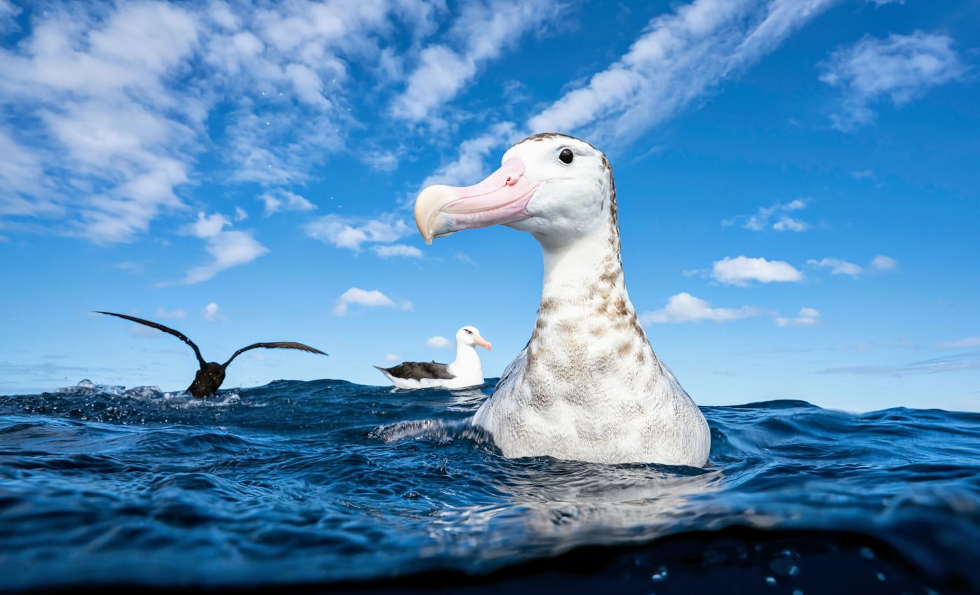 Strong winds make it difficult for albatrosses to feed